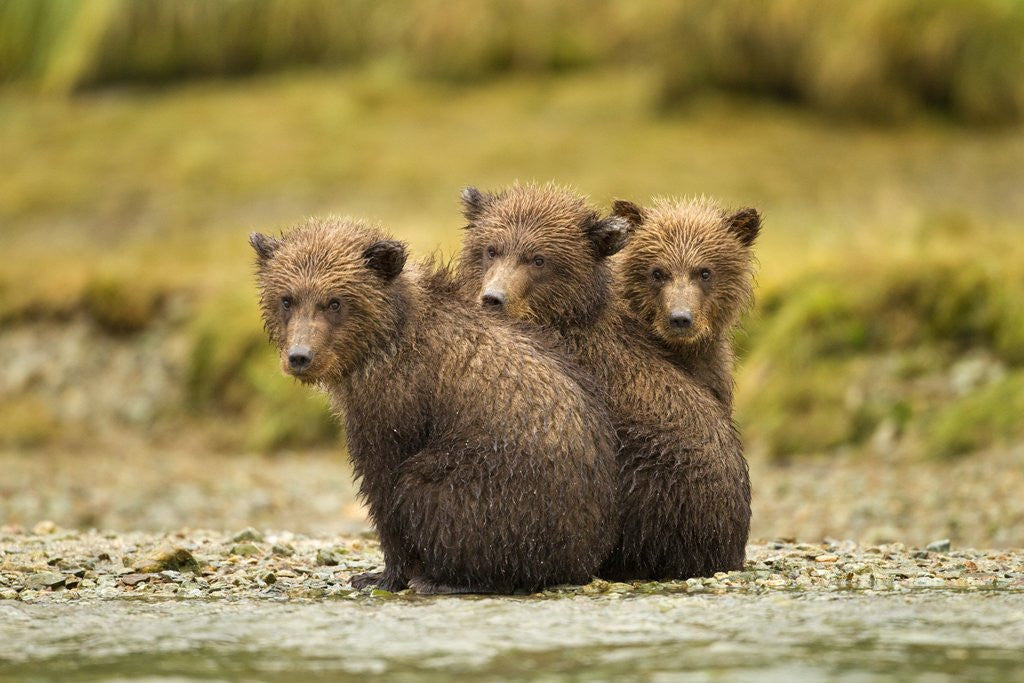 Detail of Brown Bear Cubs, Katmai National Park, Alaska by Anonymous