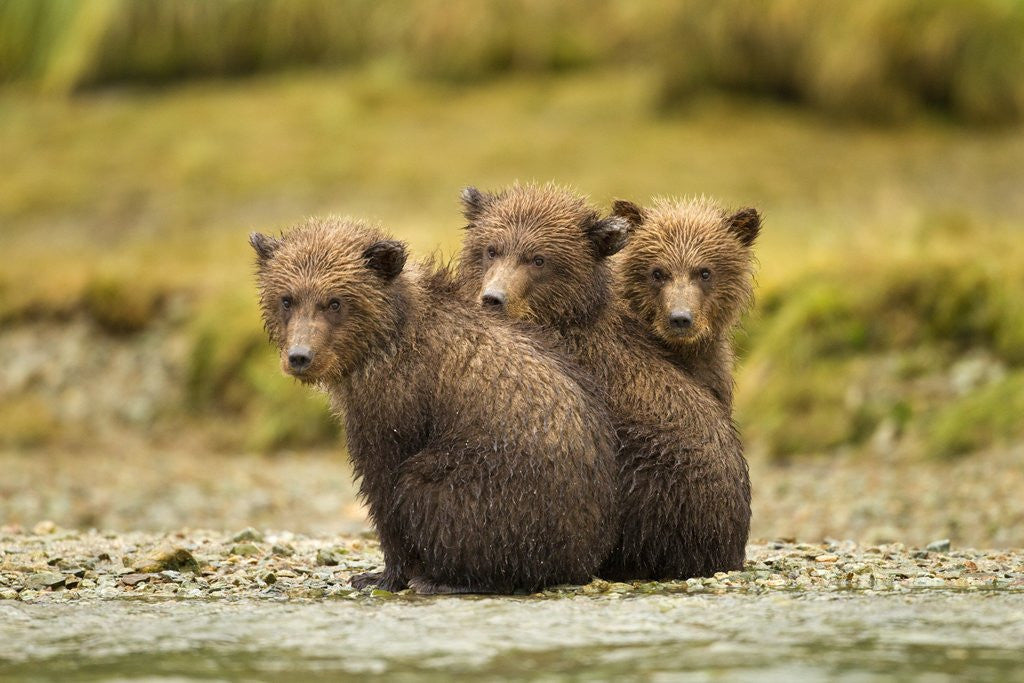 Detail of Brown Bear Cubs, Katmai National Park, Alaska by Corbis
