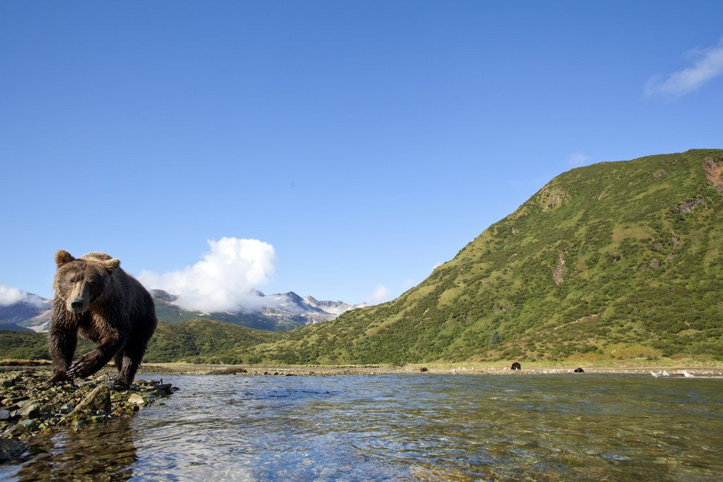 Detail of Brown Bear, Katmai National Park, Alaska by Anonymous