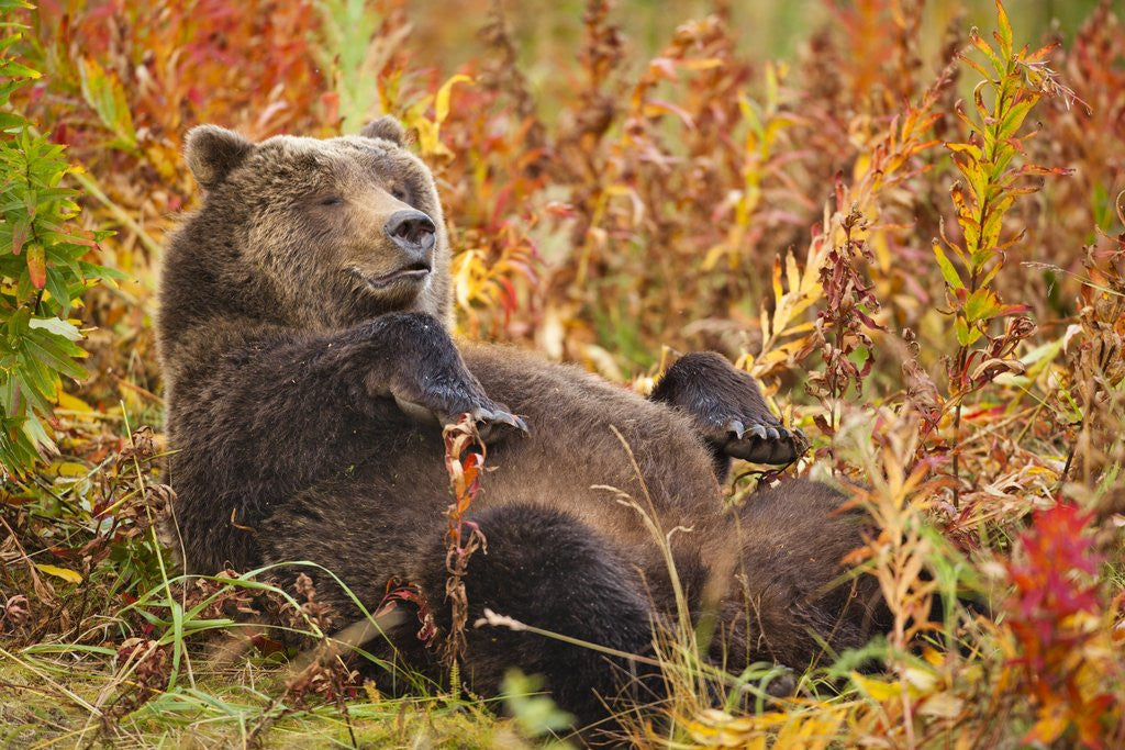 Detail of Brown Bear, Katmai National Park, Alaska by Anonymous