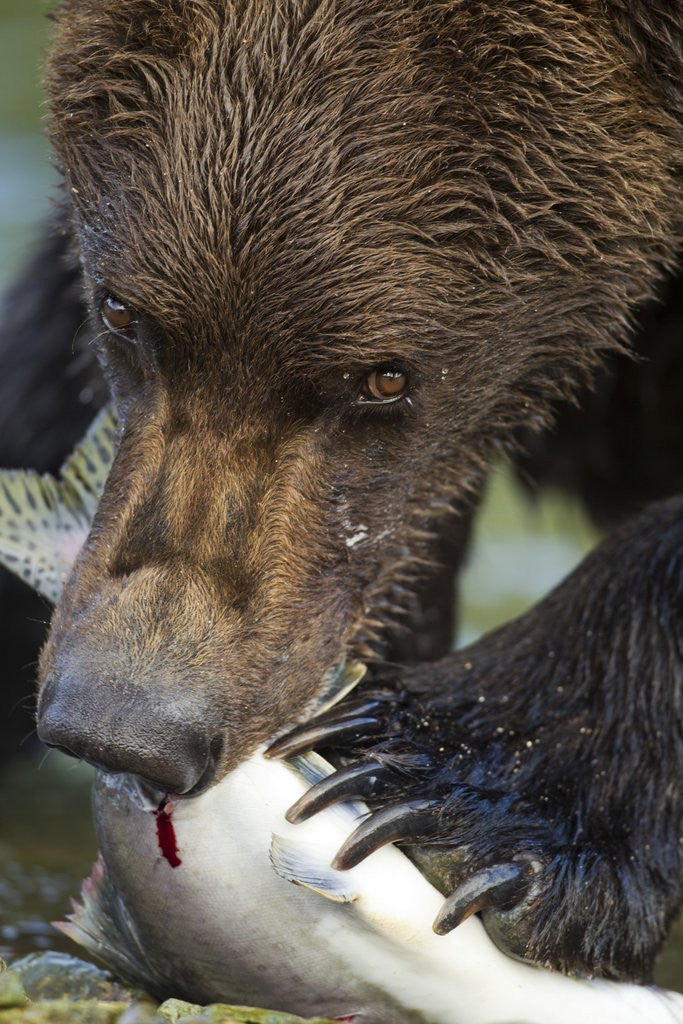 Detail of Brown Bear, Katmai National Park, Alaska by Anonymous