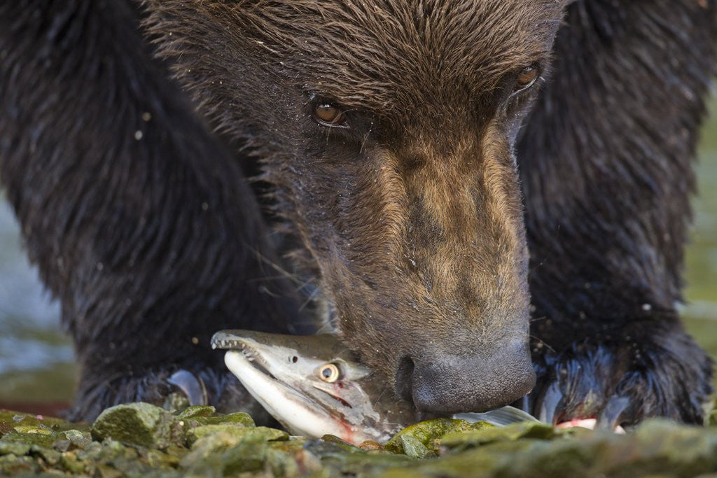 Detail of Brown Bear, Katmai National Park, Alaska by Anonymous