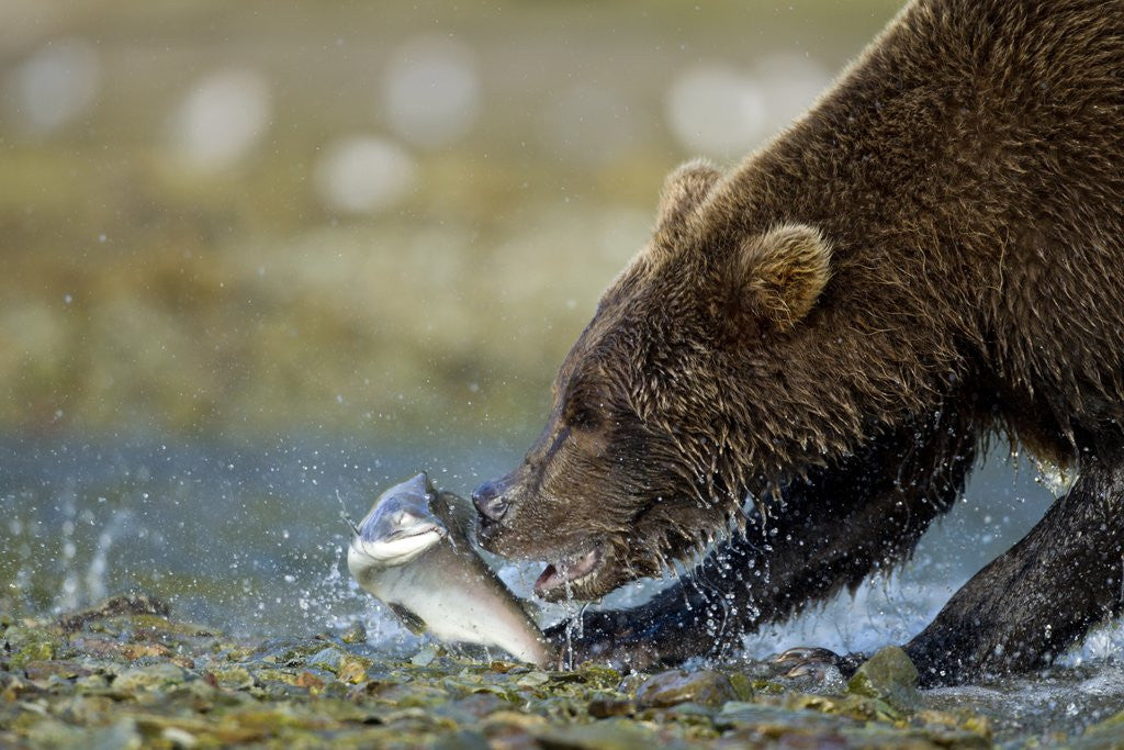 Detail of Brown Bear, Katmai National Park, Alaska by Anonymous
