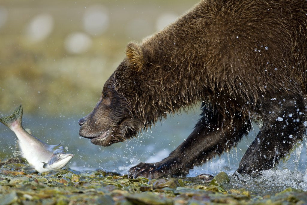 Detail of Brown Bear, Katmai National Park, Alaska by Anonymous