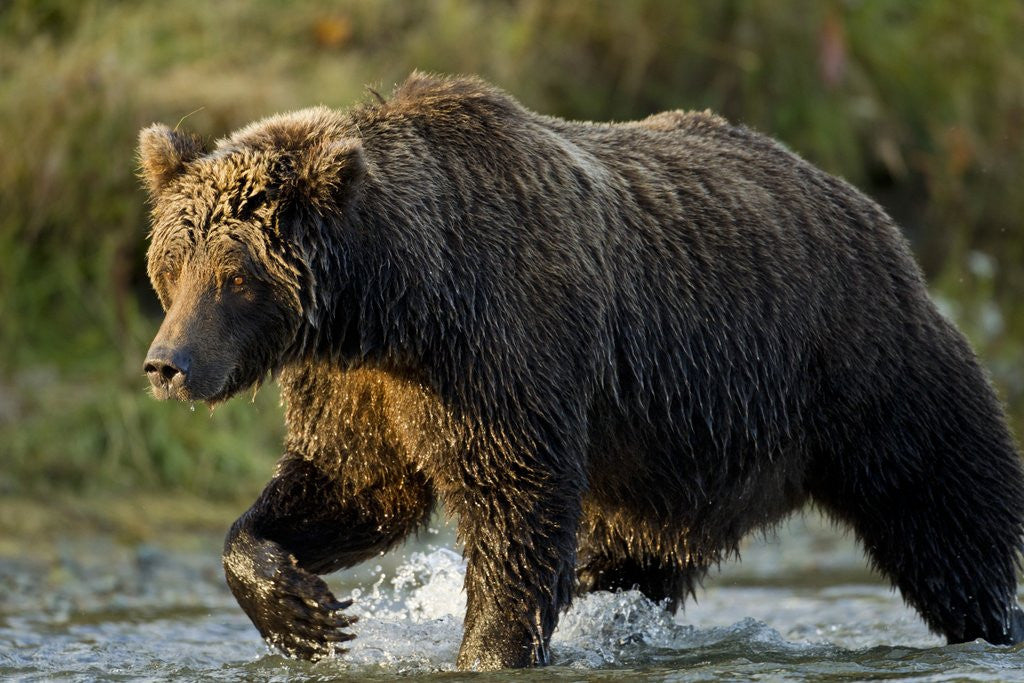 Detail of Brown Bear, Katmai National Park, Alaska by Anonymous