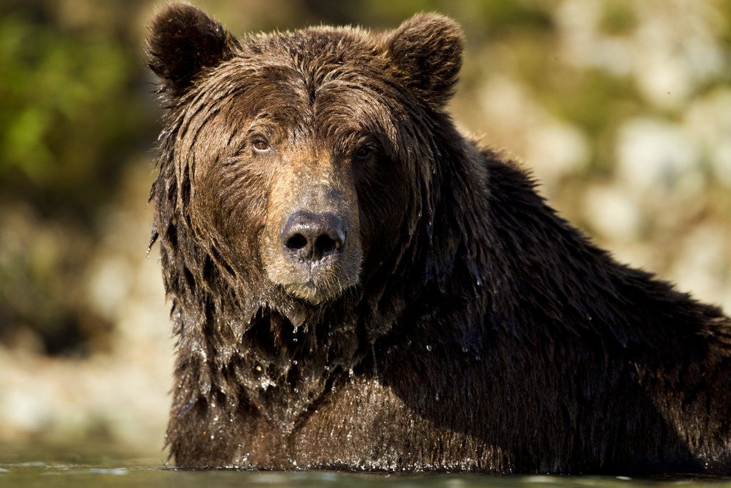 Detail of Brown Bear, Katmai National Park, Alaska by Anonymous