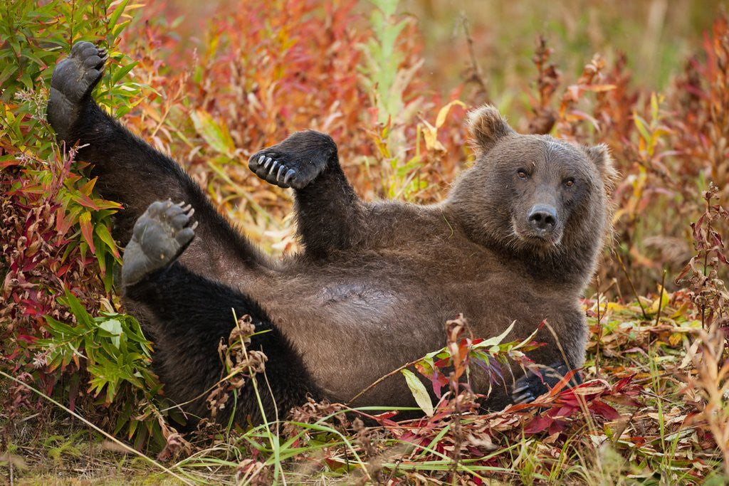 Detail of Brown Bear, Katmai National Park, Alaska by Anonymous