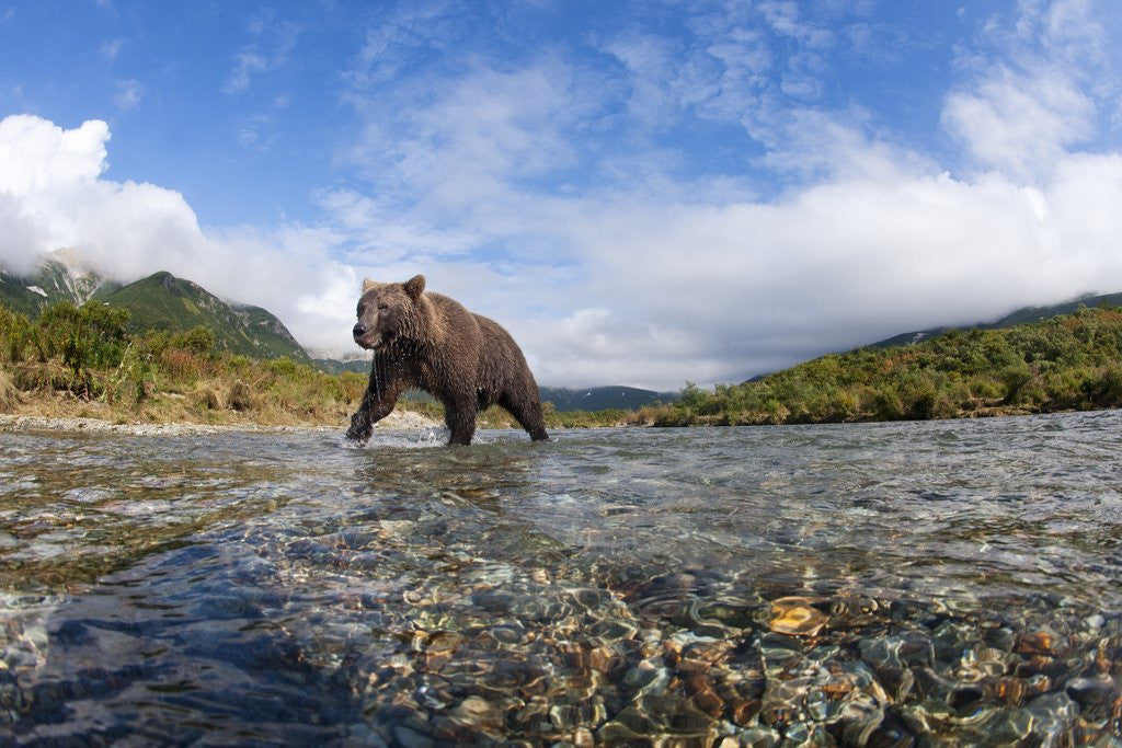 Detail of Brown Bear, Katmai National Park, Alaska by Anonymous