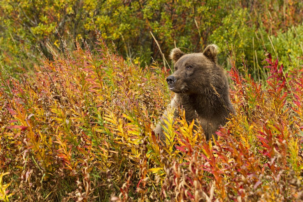 Detail of Brown Bear, Katmai National Park, Alaska by Anonymous