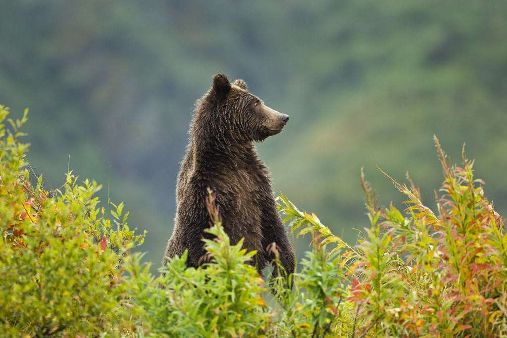 Detail of Brown Bear, Katmai National Park, Alaska by Anonymous