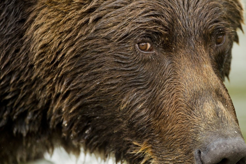Detail of Brown Bear, Katmai National Park, Alaska by Anonymous