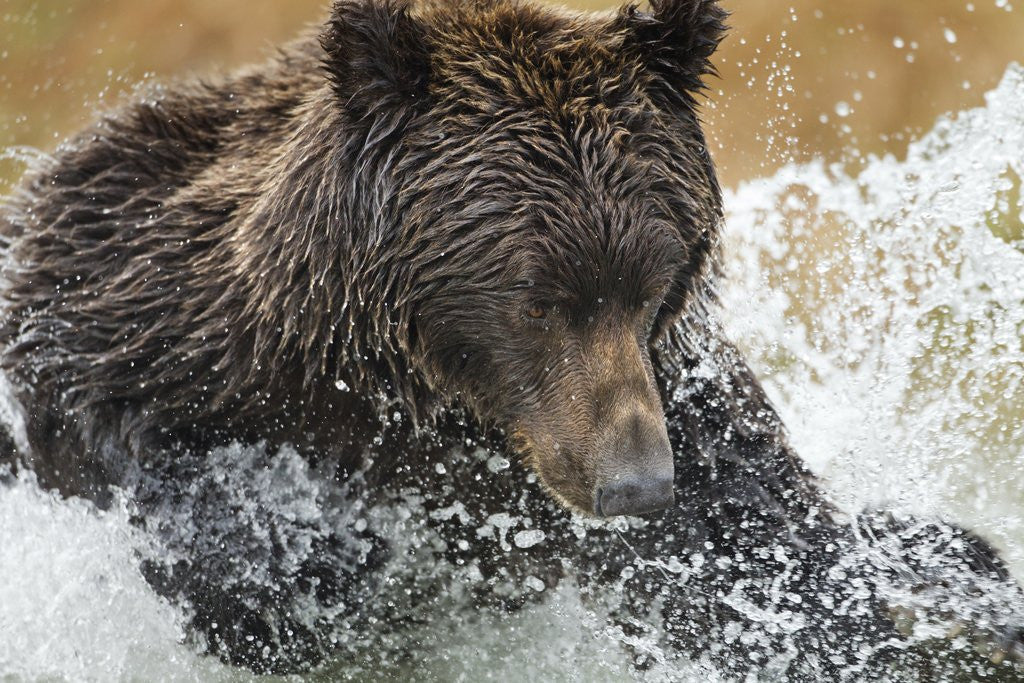 Detail of Brown Bear, Katmai National Park, Alaska by Anonymous