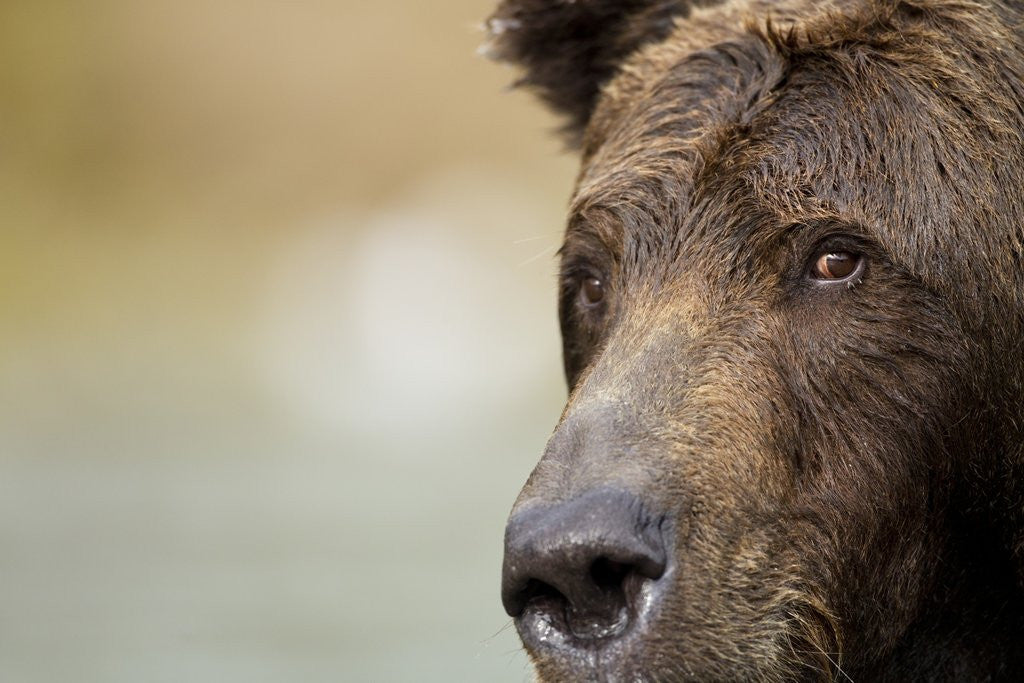 Detail of Brown Bear, Katmai National Park, Alaska by Anonymous