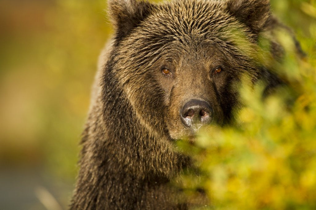 Detail of Brown Bear, Katmai National Park, Alaska by Anonymous
