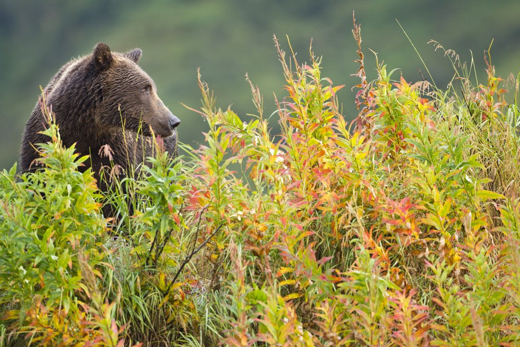 Detail of Brown Bear, Katmai National Park, Alaska by Anonymous