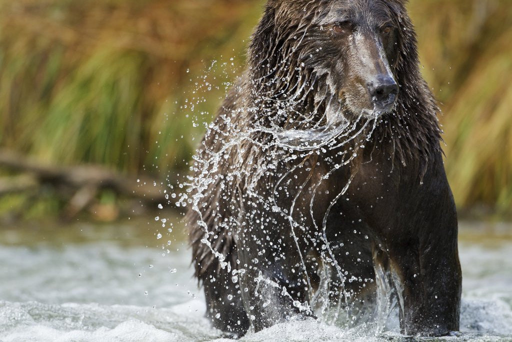 Detail of Brown Bear, Katmai National Park, Alaska by Anonymous