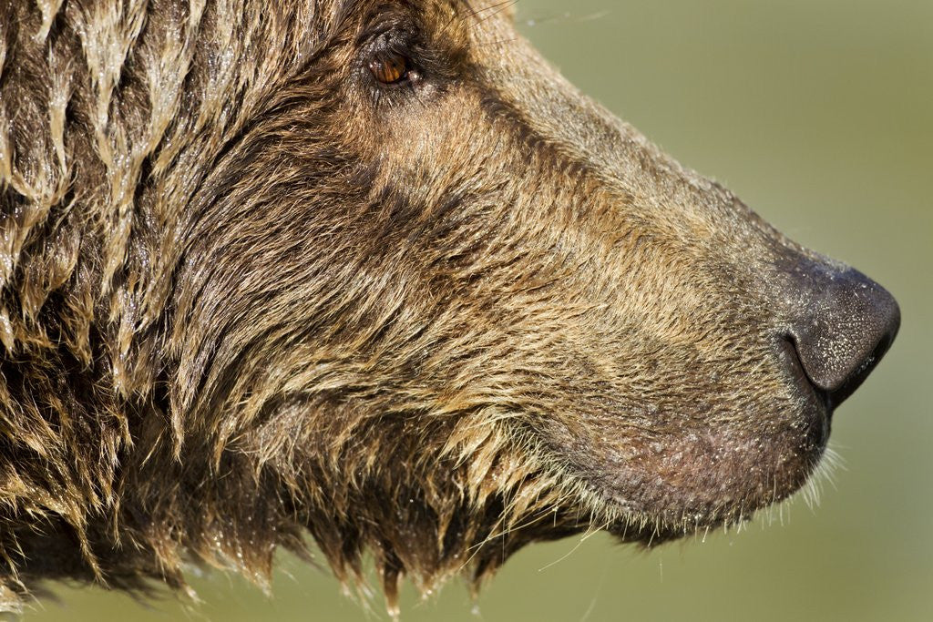 Detail of Brown Bear, Katmai National Park, Alaska by Anonymous