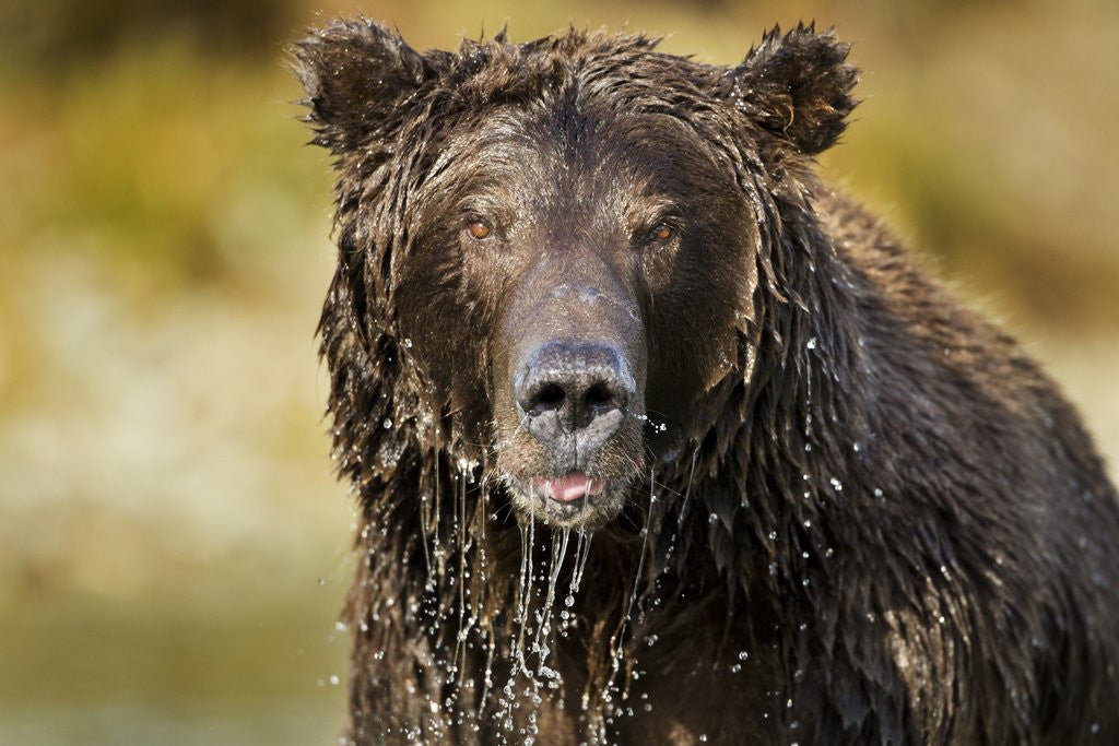Detail of Brown Bear, Katmai National Park, Alaska by Anonymous