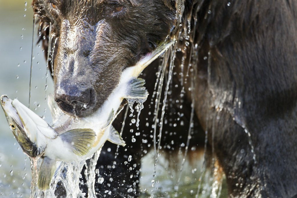 Detail of Brown Bear, Katmai National Park, Alaska by Anonymous