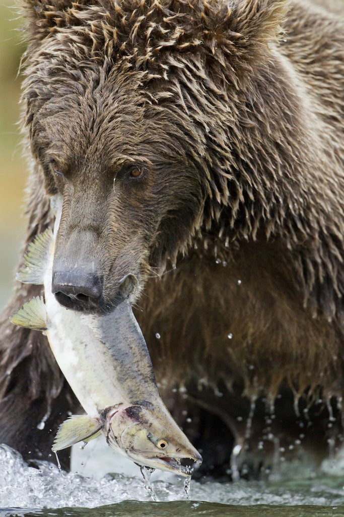 Detail of Brown Bear, Katmai National Park, Alaska by Anonymous