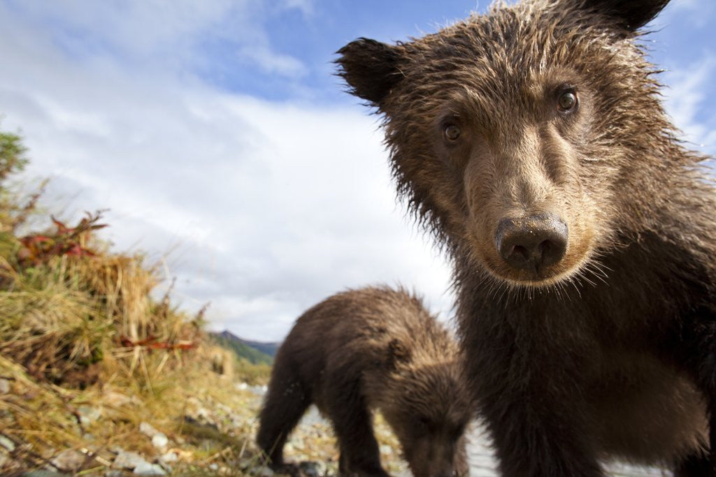 Detail of Brown Bear Cubs, Katmai National Park, Alaska by Anonymous