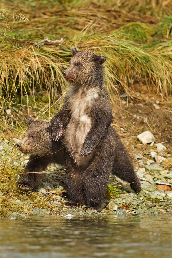 Detail of Brown Bear Cubs, Katmai National Park, Alaska by Anonymous