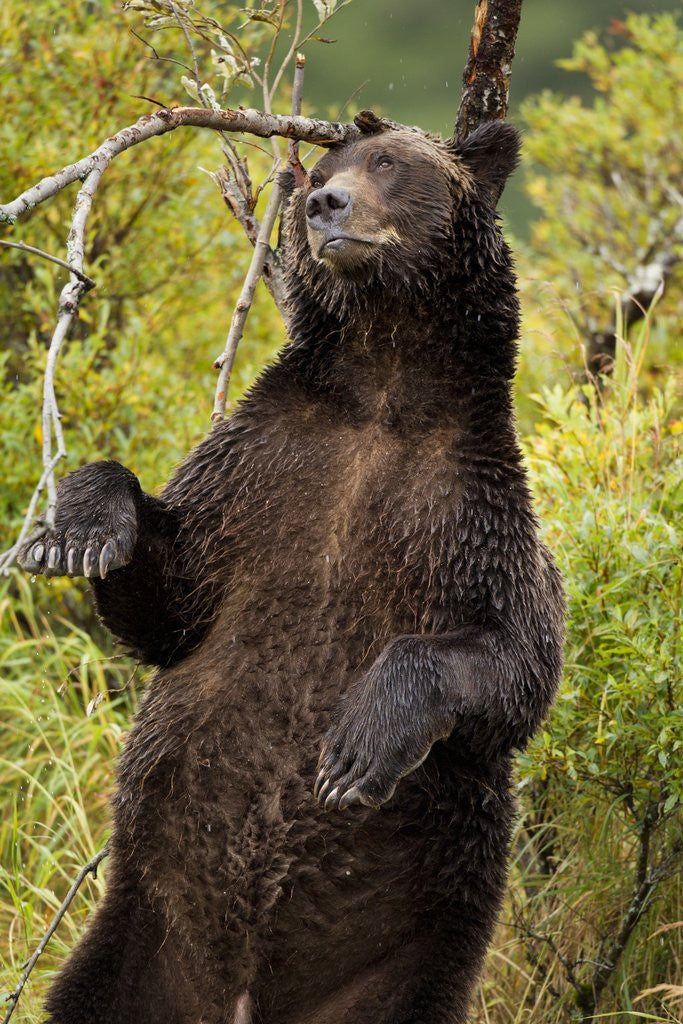 Detail of Brown Bear, Katmai National Park, Alaska by Anonymous