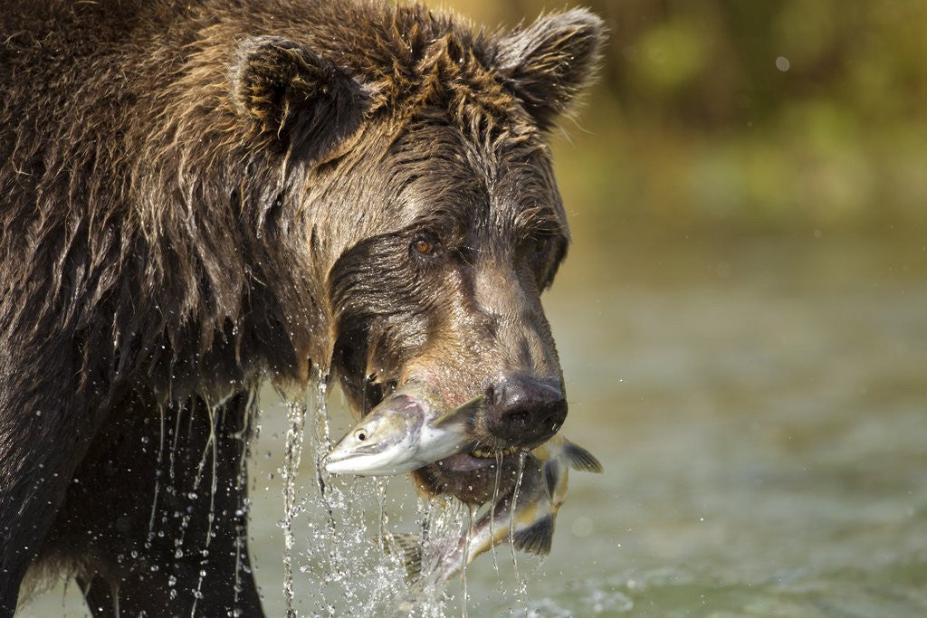 Detail of Brown Bear, Katmai National Park, Alaska by Anonymous