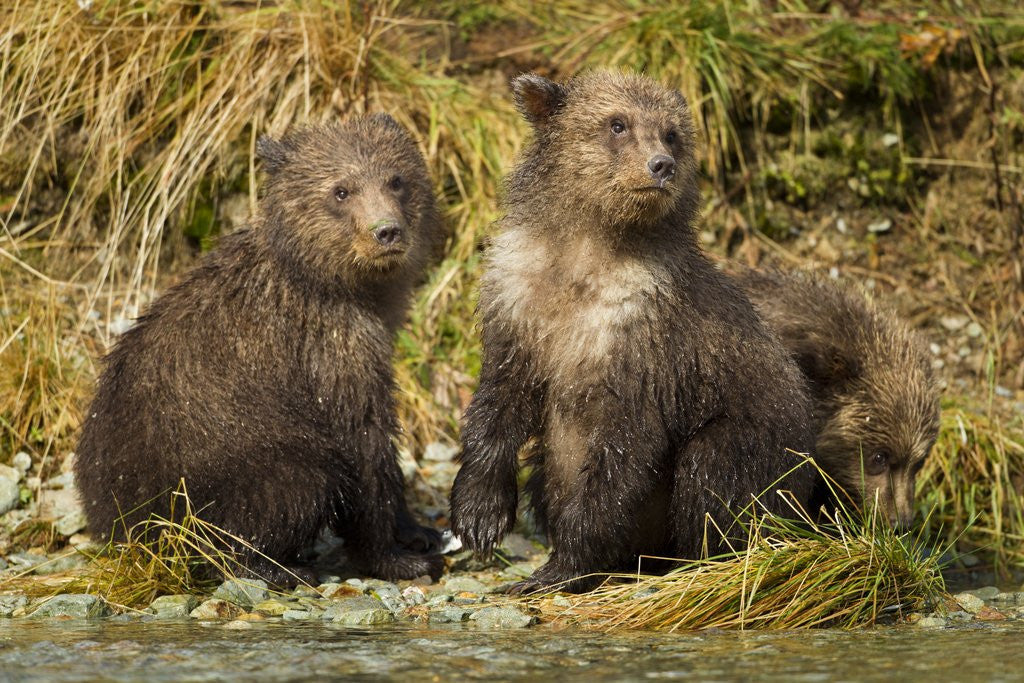 Detail of Brown Bear, Katmai National Park, Alaska by Anonymous