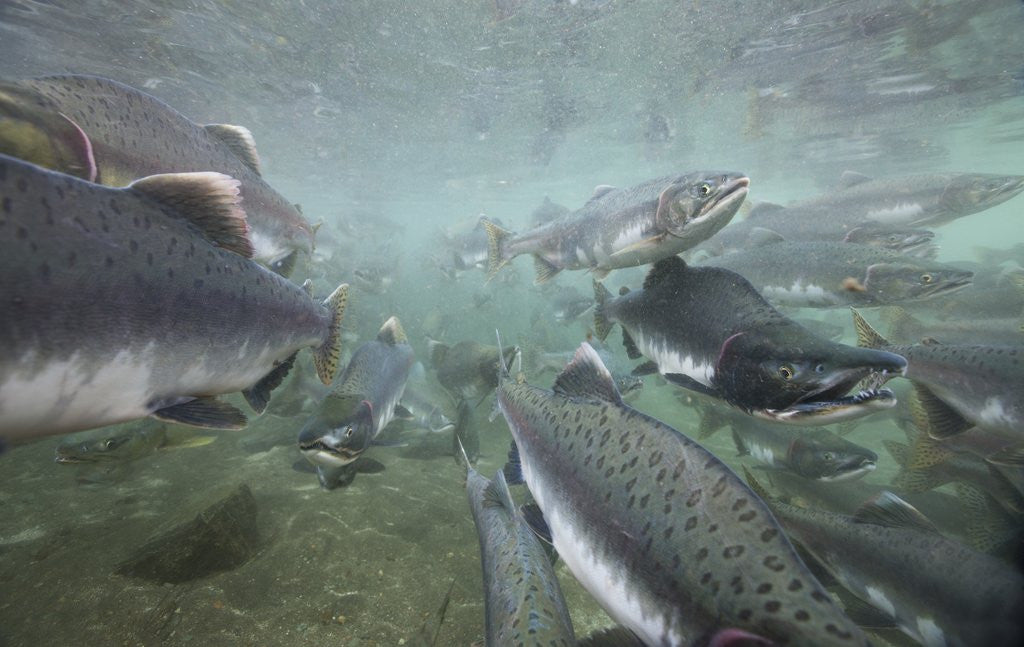 Detail of Spawning Salmon, Katmai National Park, Alaska by Anonymous
