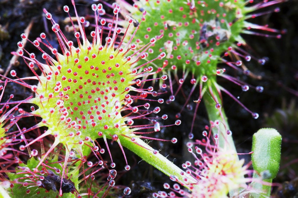 Detail of Round Leaved Sundew by Anonymous