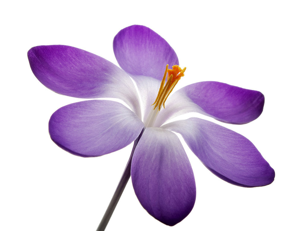 Detail of Crocus vernus, Giant Spring Crocus by Anonymous
