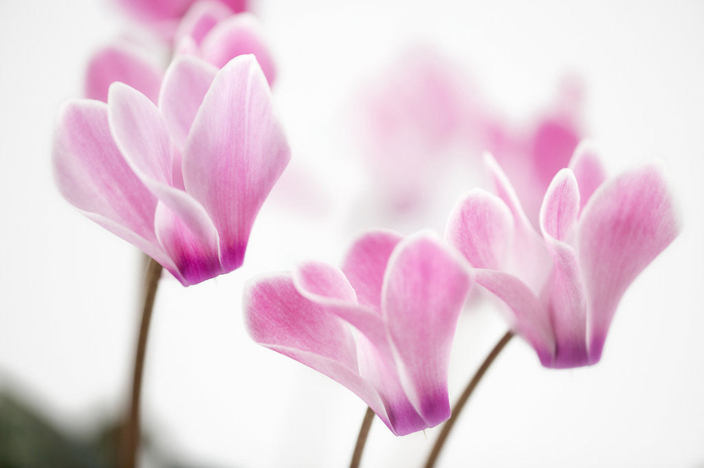 Detail of Cyclamen 'Alpine Violet' by Anonymous