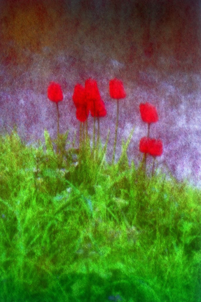 Detail of Red tulips by Anonymous