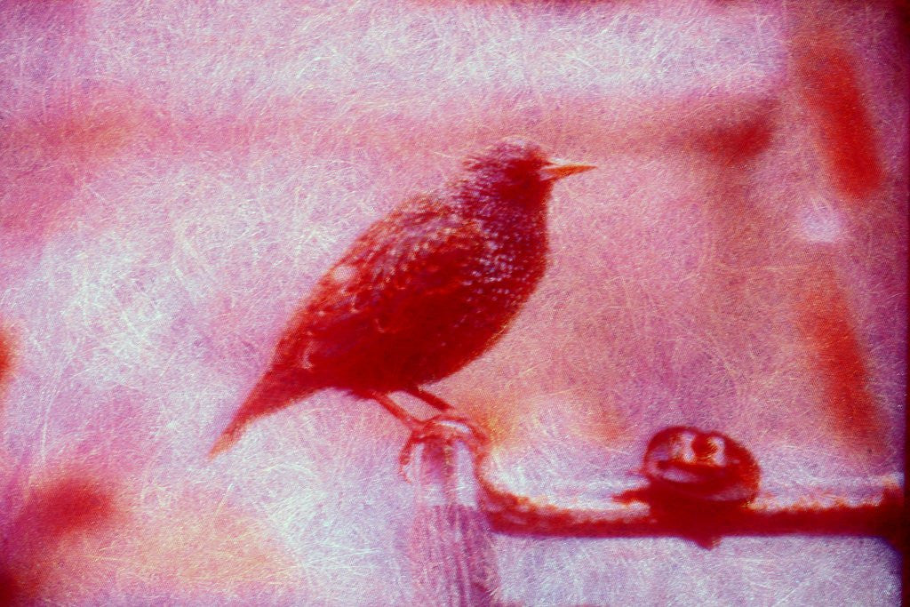 Detail of Bird on bicycle handlebar by Anonymous