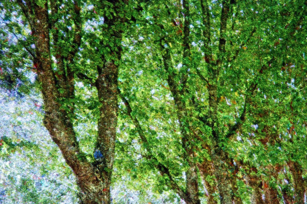 Detail of Trees by Anonymous