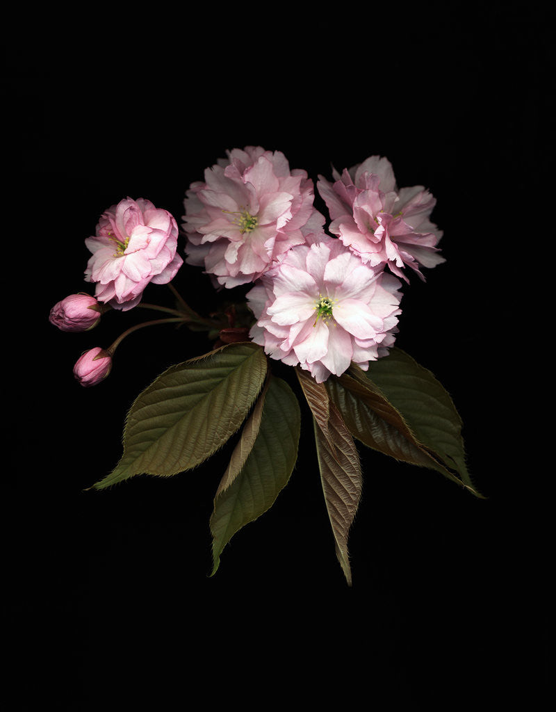 Detail of Prunus cerasus, Sour Cherry by Anonymous