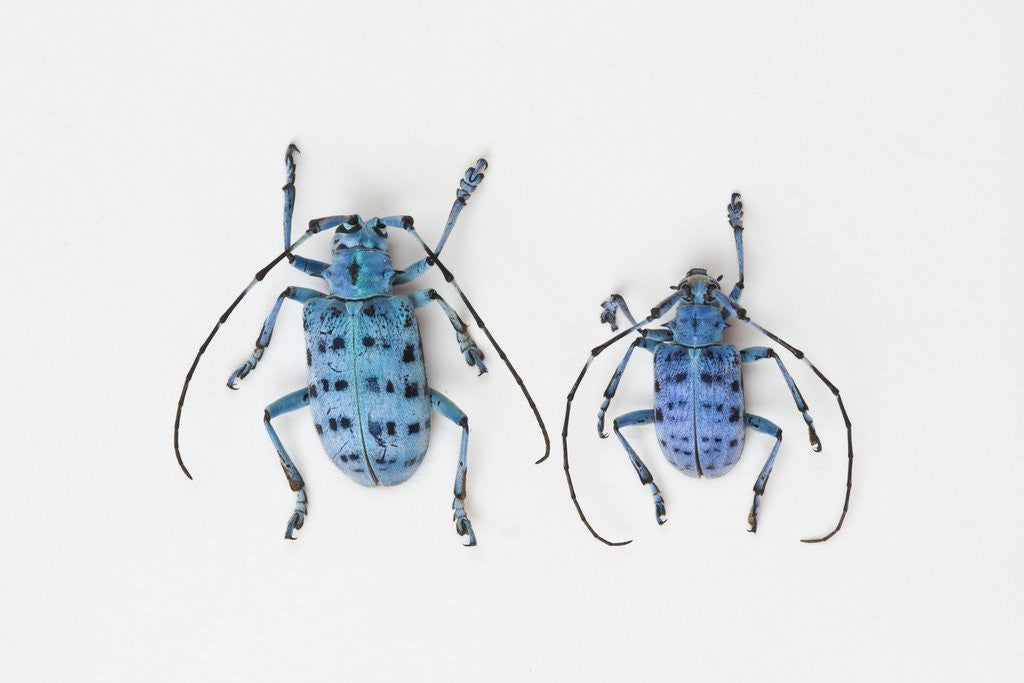 Detail of Horned Beetle Pseudomyagrus waterhousei in light blue coloration larger female and smaller male by Anonymous
