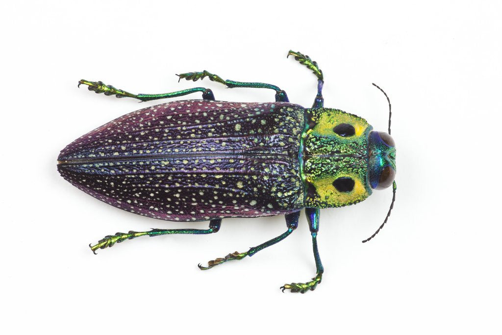 Detail of Jewel Beetle Lampropepla rothschildi with false eyes by Corbis