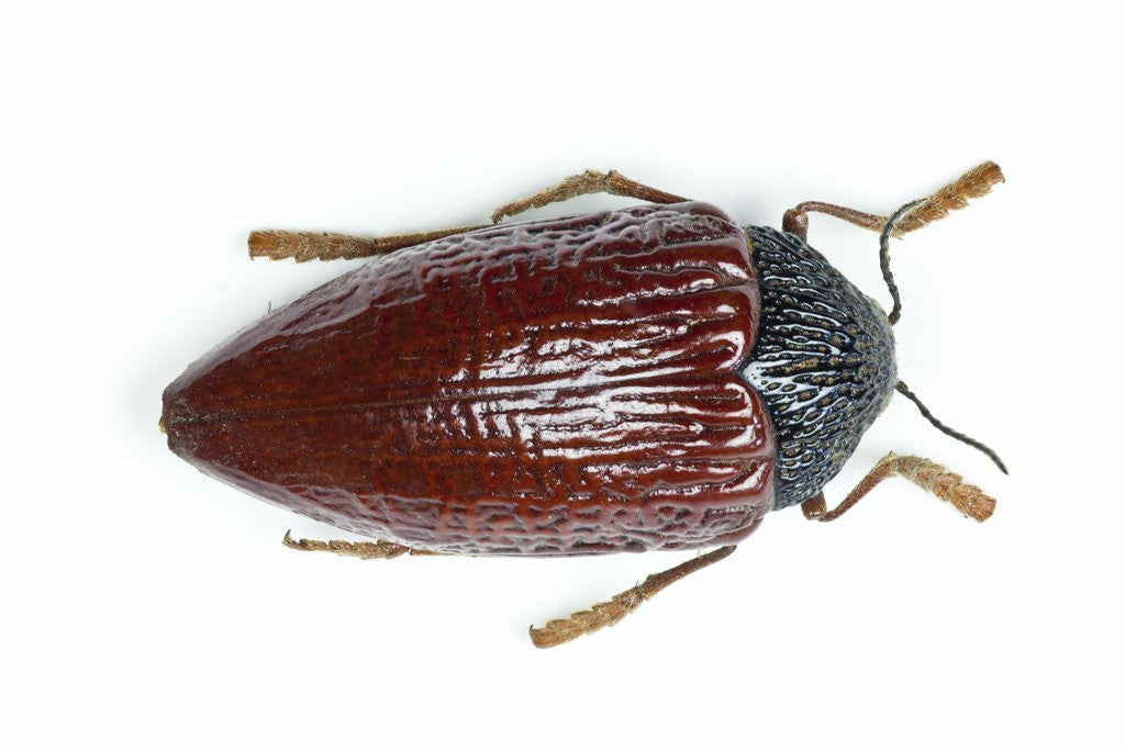 Detail of Jewel beetle Sternocera hildebrandti close-up details by Anonymous