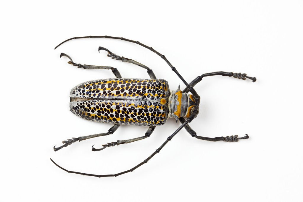 Detail of Horned beetle Rosenbergia straussi close-up view by Anonymous