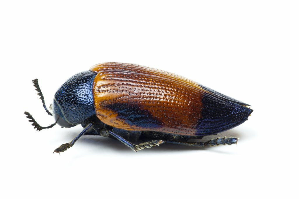 Detail of Jewel beetle Sternocera hunteri close-up side view by Anonymous