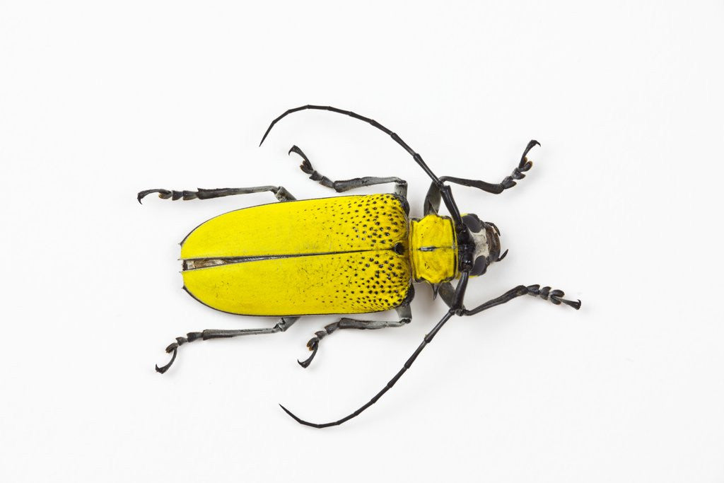 Detail of Horn Beetle Celosterna pollinosa by Anonymous