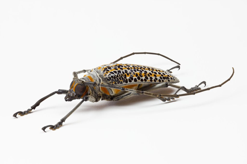 Detail of Male long horn beetle Rosenbergia straussi side view by Anonymous