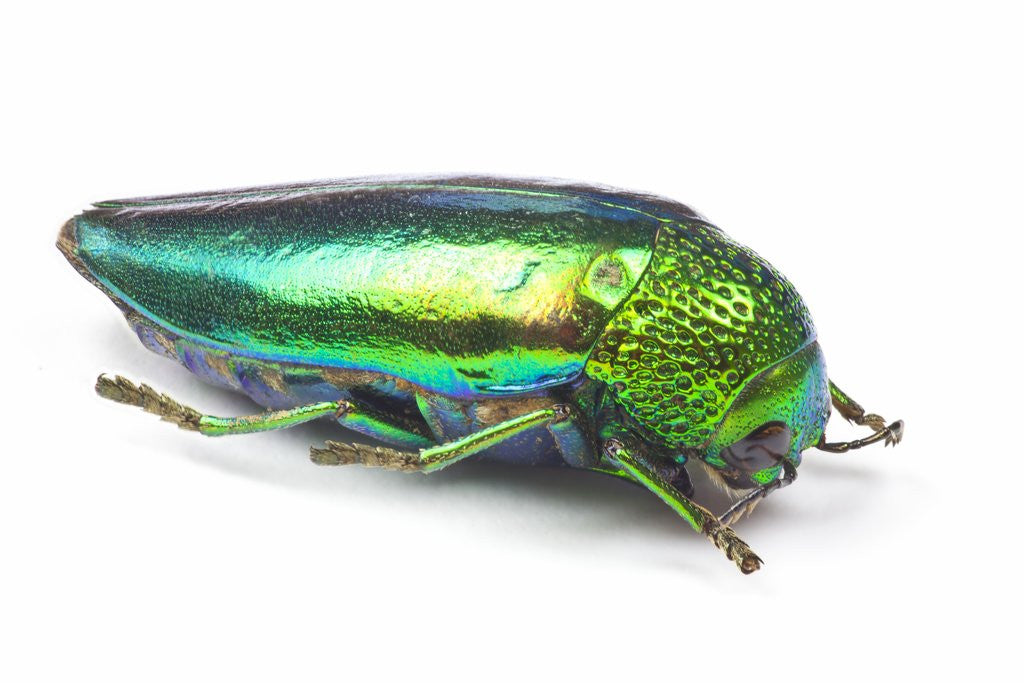 Detail of Jewel Beetle Sternocera aequisignata in bright green by Anonymous