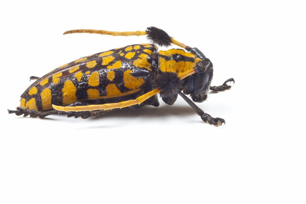 Detail of Long Horned Beetle Aristobia approximator, Male smaller and female larger by Anonymous