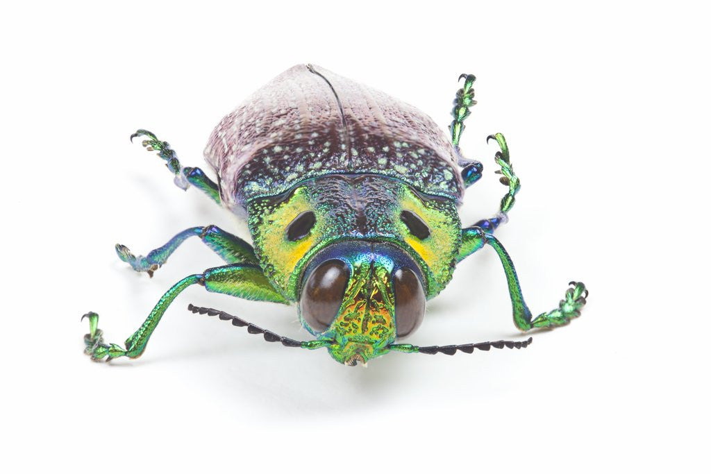 Detail of Jewel Beetle Lampropepla rothschildi with false eyes by Anonymous