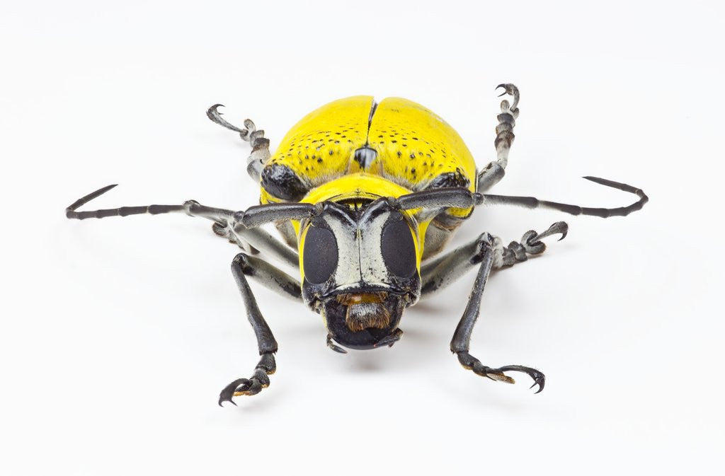 Detail of Horn Beetle Celosterna pollinosa by Anonymous