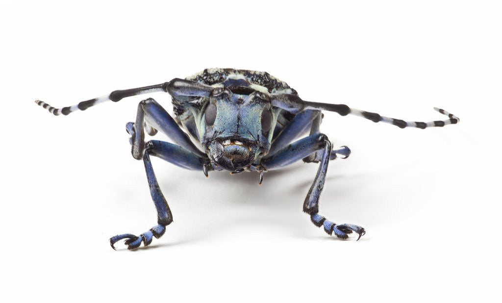 Detail of Long Horned Beetle Aristobia approximator, Male smaller and female larger by Anonymous