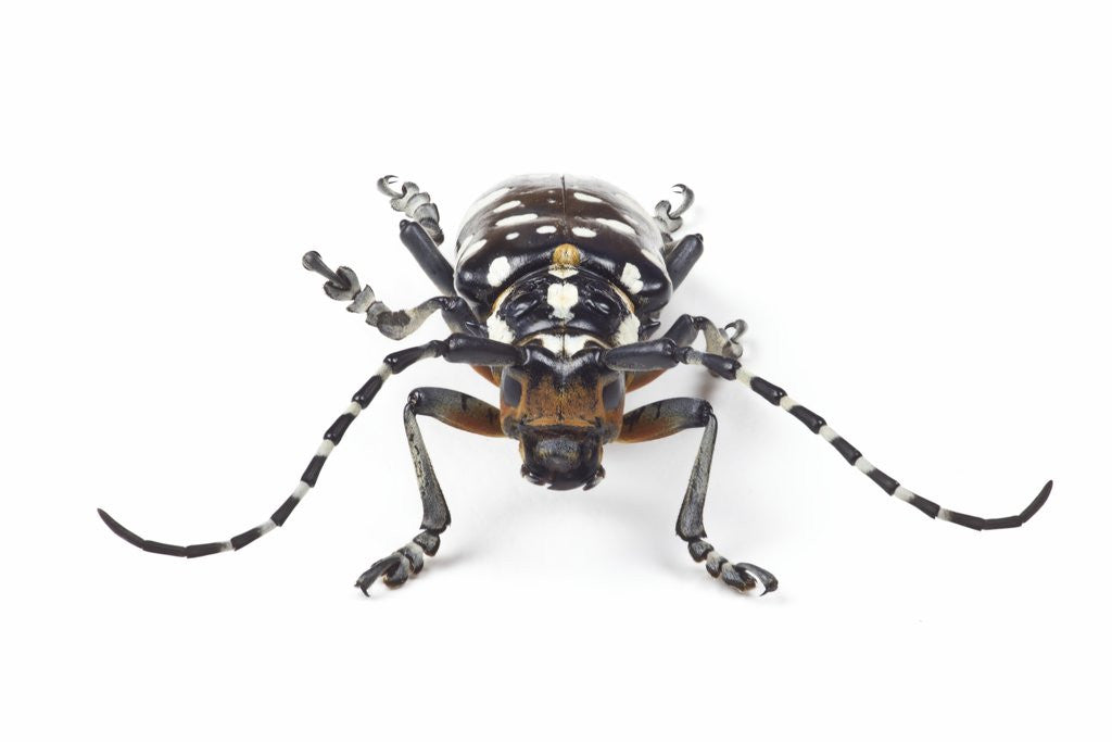 Detail of Head on view of Trenetica lacrymans a long horned beetle by Anonymous